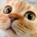 igorgovorkoff