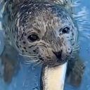 emp