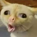 user_behfq8ivmqynrl70 member profile picture
