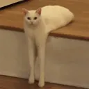 lemonshire