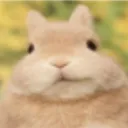 bunnyi
