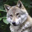 volchachka