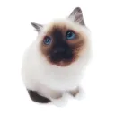 _stefan211