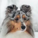 gumsk