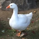 harmonious_lemur_11781 avatar