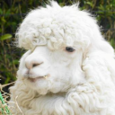 marumaru97637's Avatar