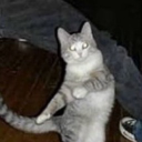 がむ。