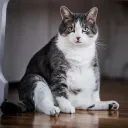 gatogordo29