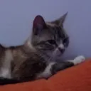 moni_boboni