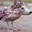 botzep