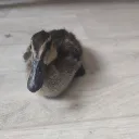 Аватар eligeego