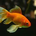 lilgoldfish_