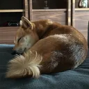 alizuki