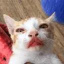 letisao