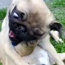 Аватар kill.web.