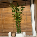 avatar 医者 Ángel