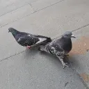garodueng