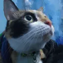 havecat