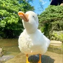 duckduckquac