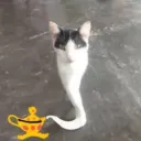 hooman_16