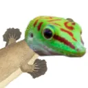 geckapus