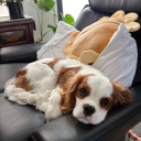 avatar Mellowʕ•ᴥ<ʔ