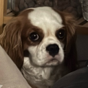 avatar Mellowʕ•ᴥ<ʔ