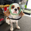 avatar Mellowʕ•ᴥ<ʔ