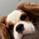 avatar Mellowʕ•ᴥ<ʔ