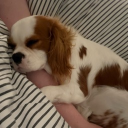 avatar Mellowʕ•ᴥ<ʔ