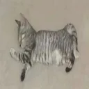 vi1zx