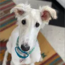 llammert