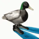.mallardtv