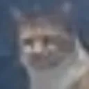 shnmierk