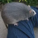 fatmagicrat