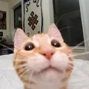 cobble_your_head