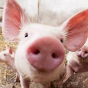 porktag