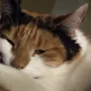 kittie4120