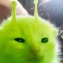 cropseokie