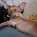 ariquesito