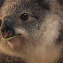 the_drop_bear_isle