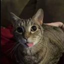 avatar stupididiotJOLLYuser