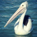 avatar 𝘮𝘪𝘴𝘰𝘴𝘵𝘢𝘳𝘭𝘦𝘵.