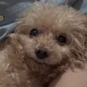 smallacorn