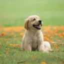 yahya_02