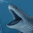 selakii