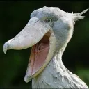 elvegas