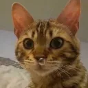 fribblethegoof