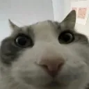 ali_brox