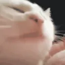 jaypmc